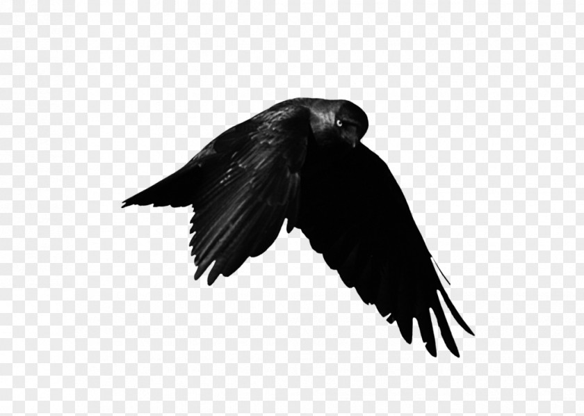 American Crow DeviantArt Bird Artist PNG