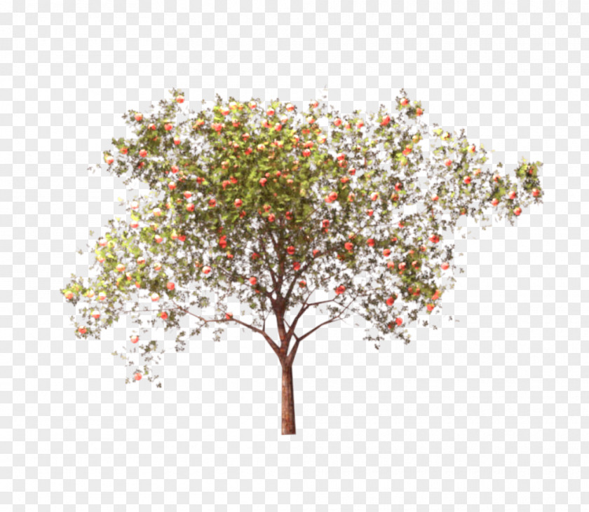 Apple Twig Manzana Verde Tree ArchiCAD PNG