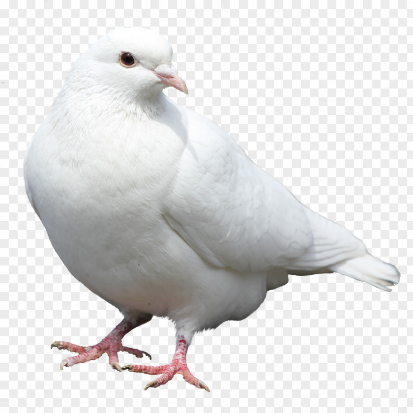 Bird Rock Dove Columbidae Stock Doves As Symbols PNG