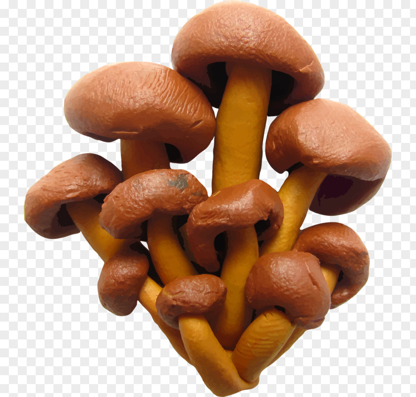 Cartoon Mushrooms Plasticine Illustration PNG