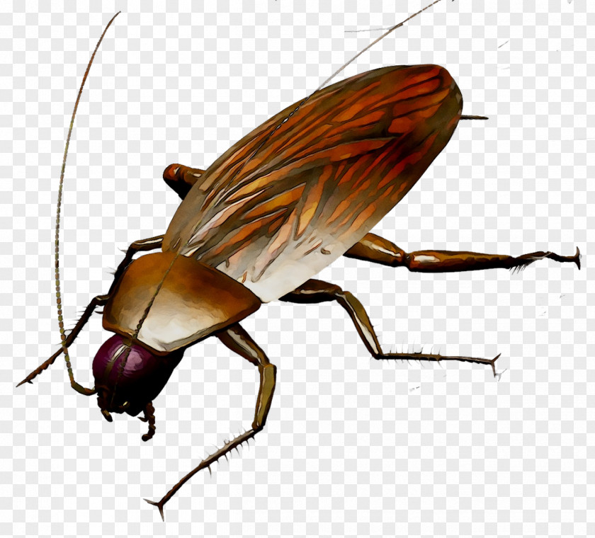 Cockroach Insect Bedbug Unichtozheniye Tarakanov Vermin PNG