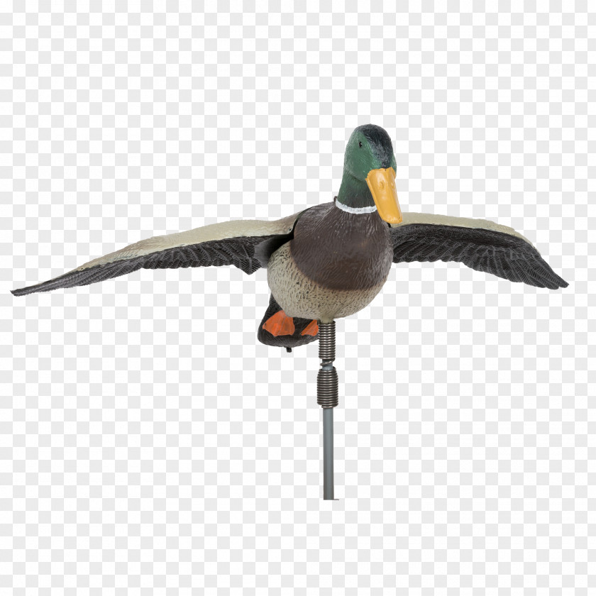 Drake Mallard Duck Bird Anatidae Waterfowl PNG