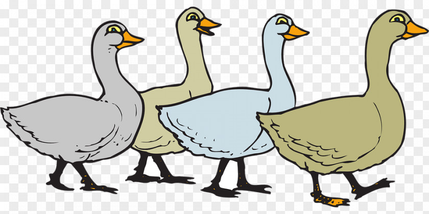 Duck Domestic Goose Clip Art PNG