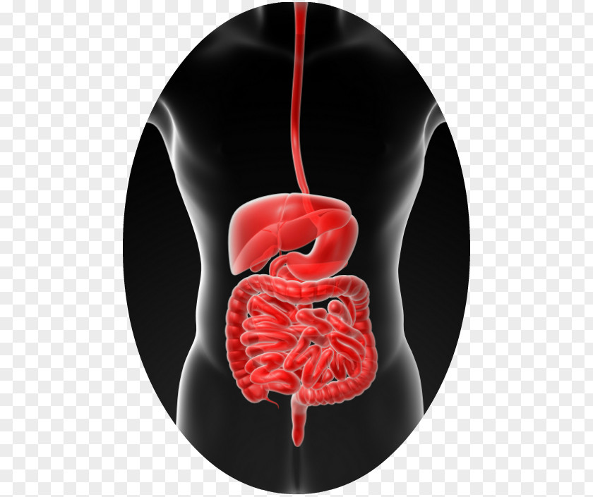 Health Gastrointestinal Tract Human Microbiota Nutrition PNG