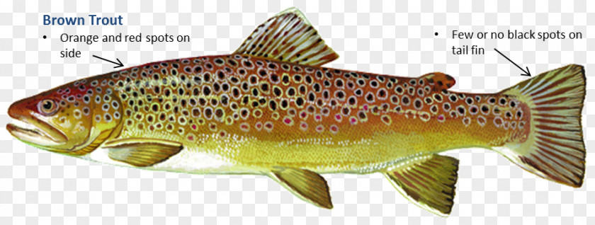 Lake Trout Salmon Cutthroat Brown Cod PNG