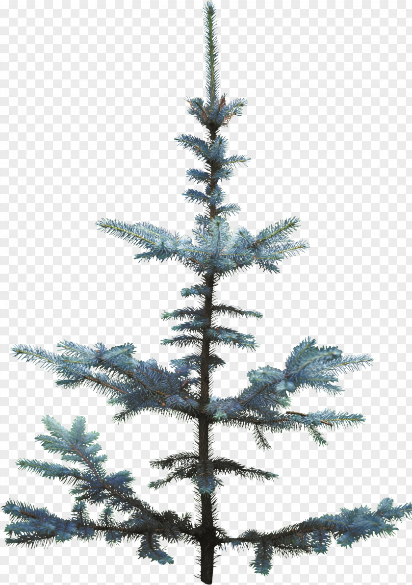 Snow Tree Christmas Spruce Pine Fir PNG