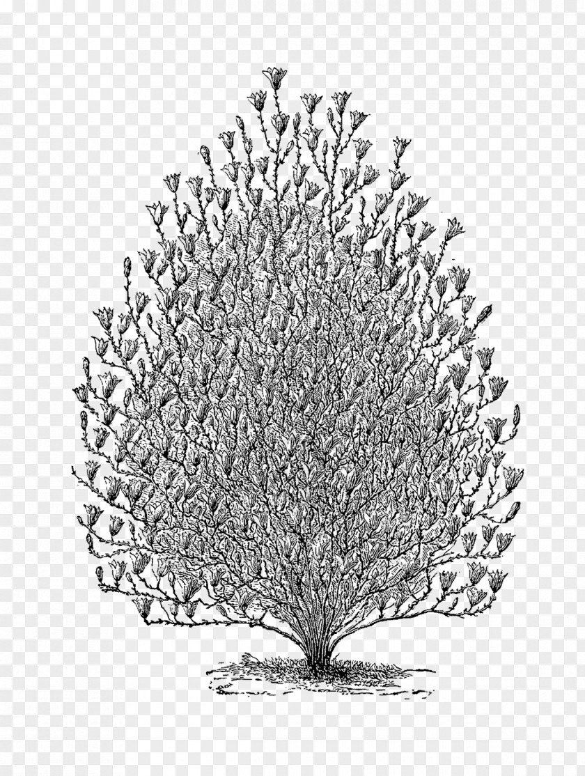 Tree Vintage Twig Drawing Pine /m/02csf Line PNG