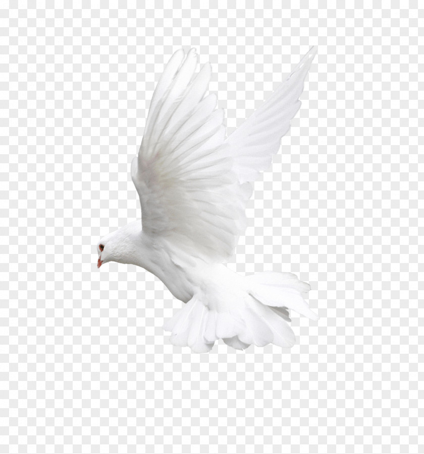 White Flying Pigeon Image Bird Flight Owl Beak PNG