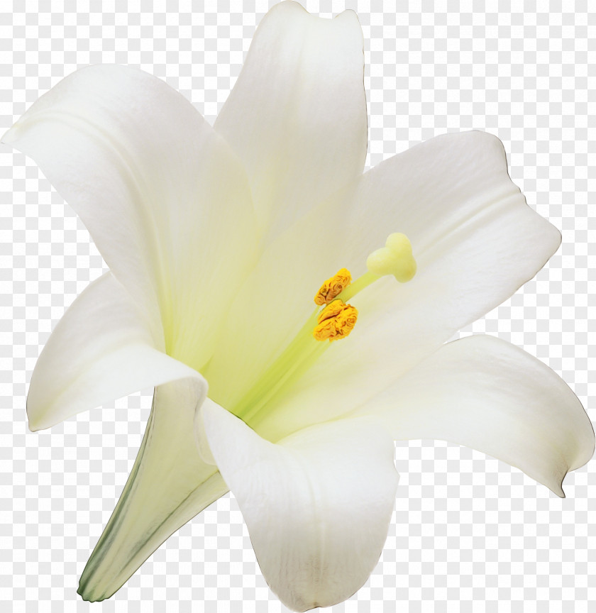 Amaryllis Family Pedicel Easter Lily Background PNG
