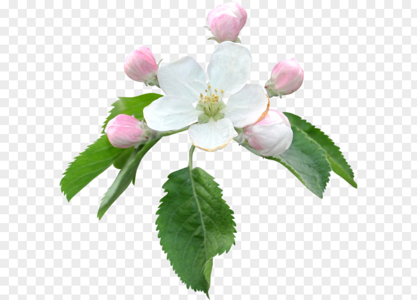 Choix Des Plus Belles Fleurs Flower Apples Bokmärke Blume Clip Art PNG