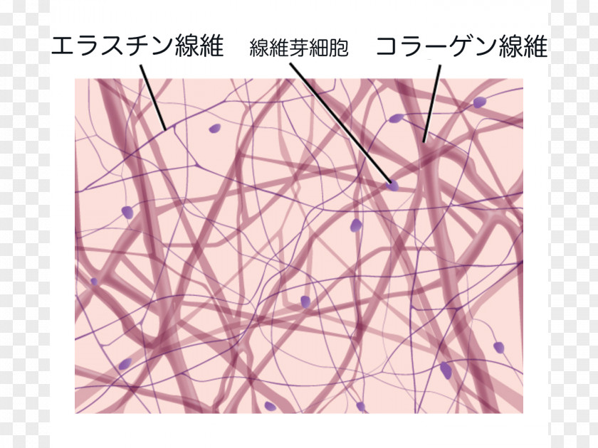 Collagen Loose Connective Tissue Dense Irregular Reticular PNG