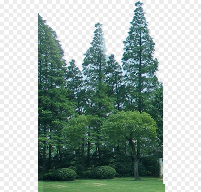 Forest Spruce Fir Pine Lawn Temperate Coniferous PNG