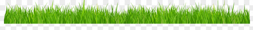 Leaf Wheatgrass Plant Stem Line PNG