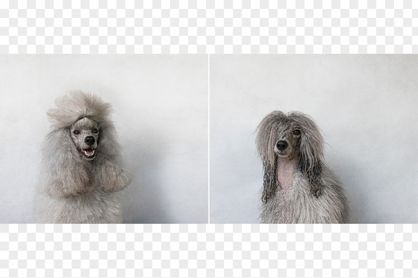 Miniature Poodle Standard Toy Dog Breed PNG