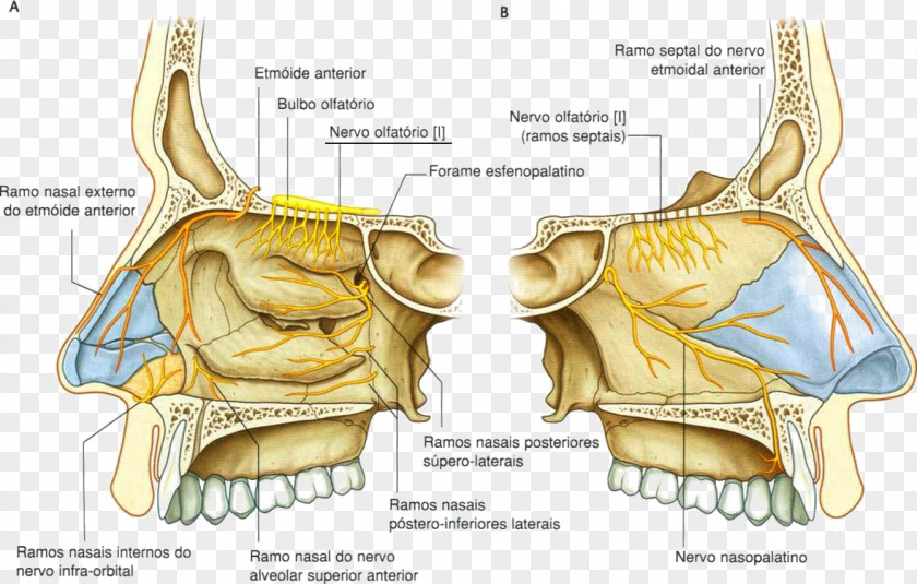 Nose Nasal Cavity Anterior Ethmoidal Nerve Trigeminal PNG