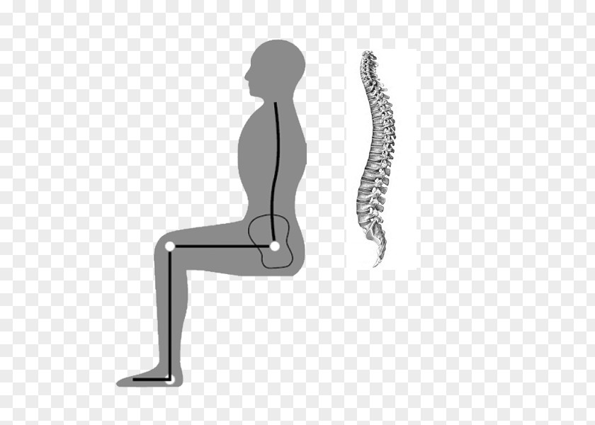 Back Furniture Human Leg Hip Anatomy Vertebral Column Chair PNG