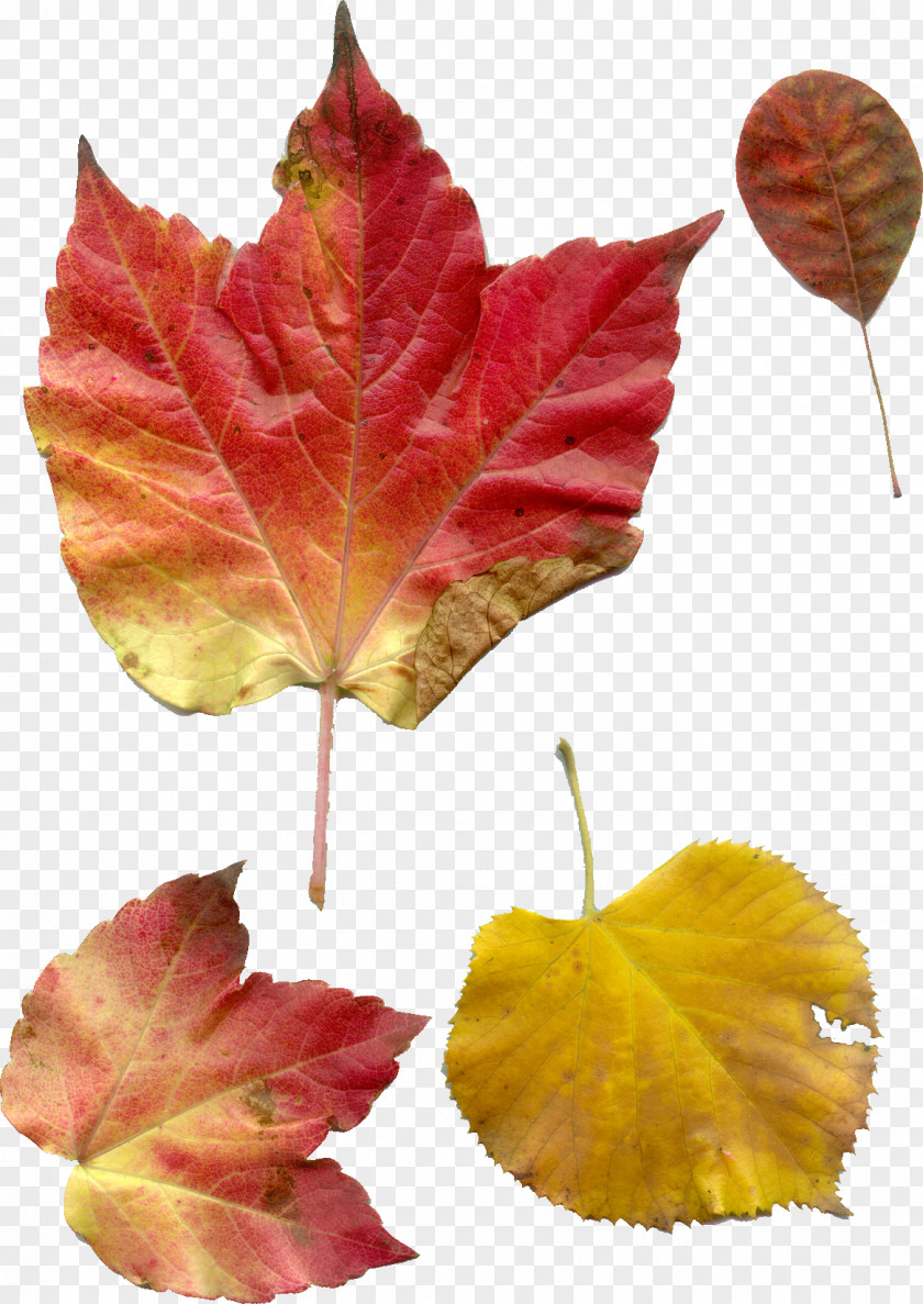 Leaf Petal Maple PNG