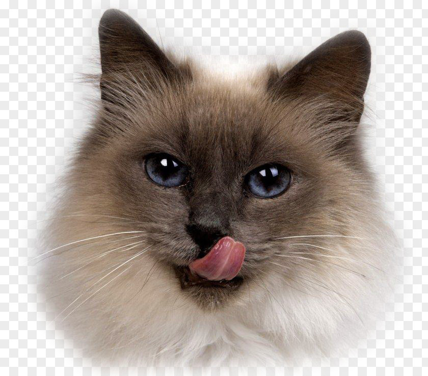 Painted Cat Siamese Himalayan Birman Persian Kitten PNG