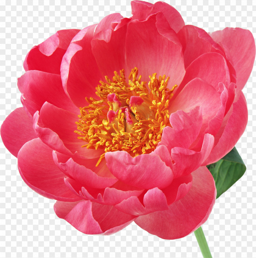 Peony Flower Desktop Wallpaper Clip Art PNG