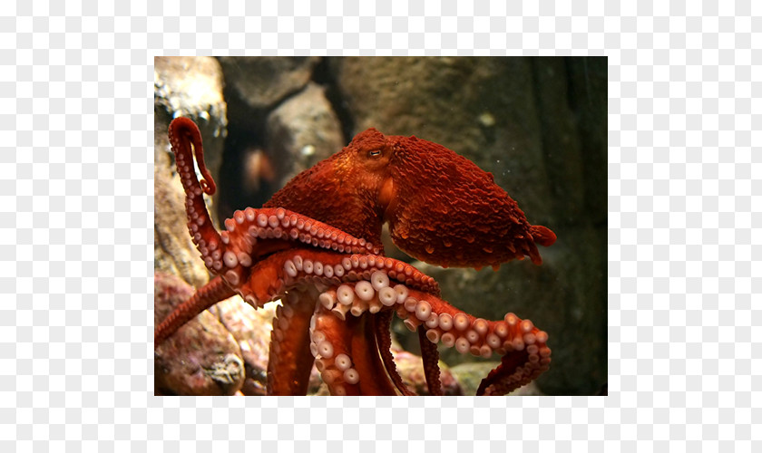 Biggest Giant Pacific Octopus Greater Blue-ringed Female Cephalopod PNG