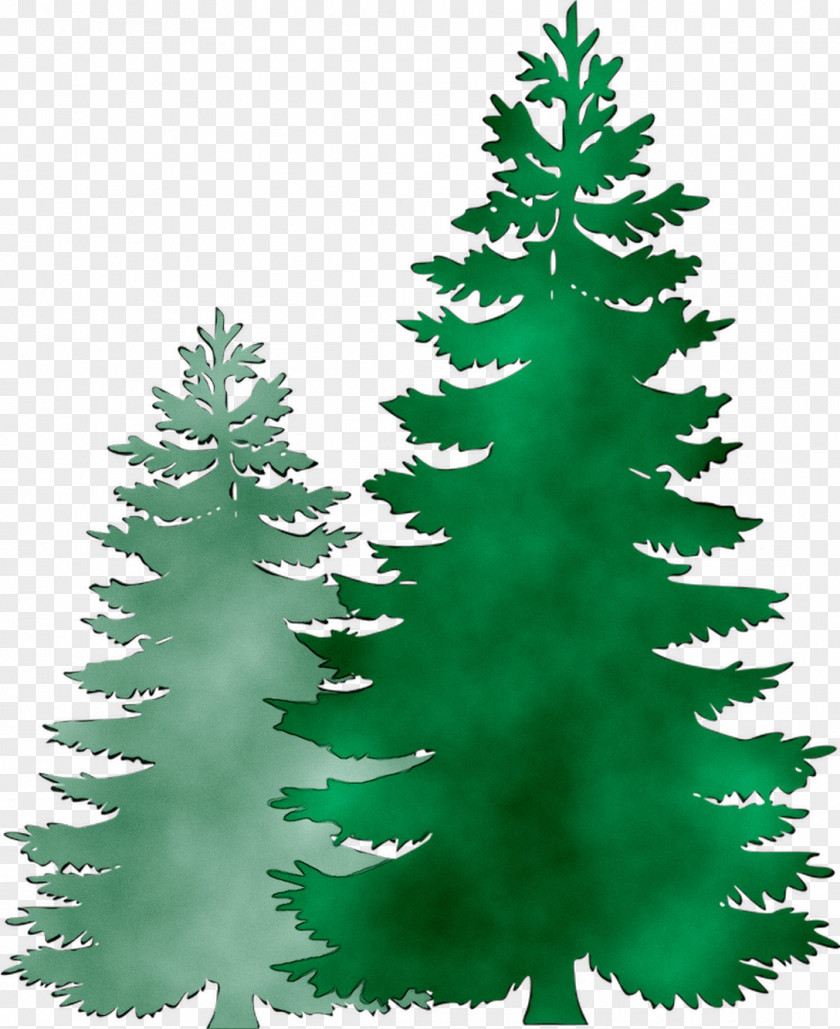 Clip Art Pine Fir Image Spruce PNG