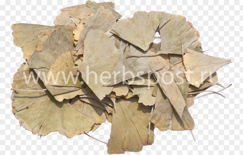 Ginkgo-biloba Ginkgo Biloba Leaf Plant Extract Tincture PNG