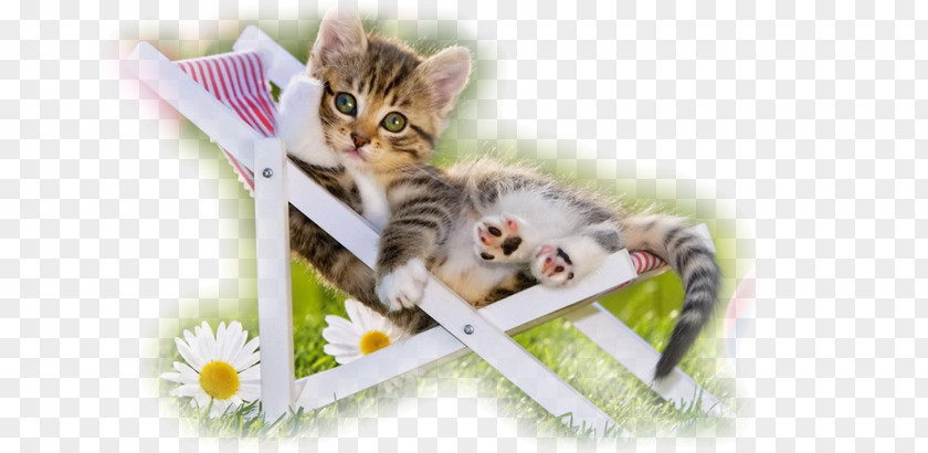 Kitten Puppy Siberian Cat Desktop Wallpaper Dog PNG