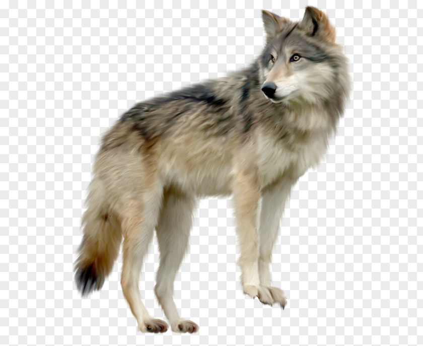Wolf Clipart Dog Clip Art PNG