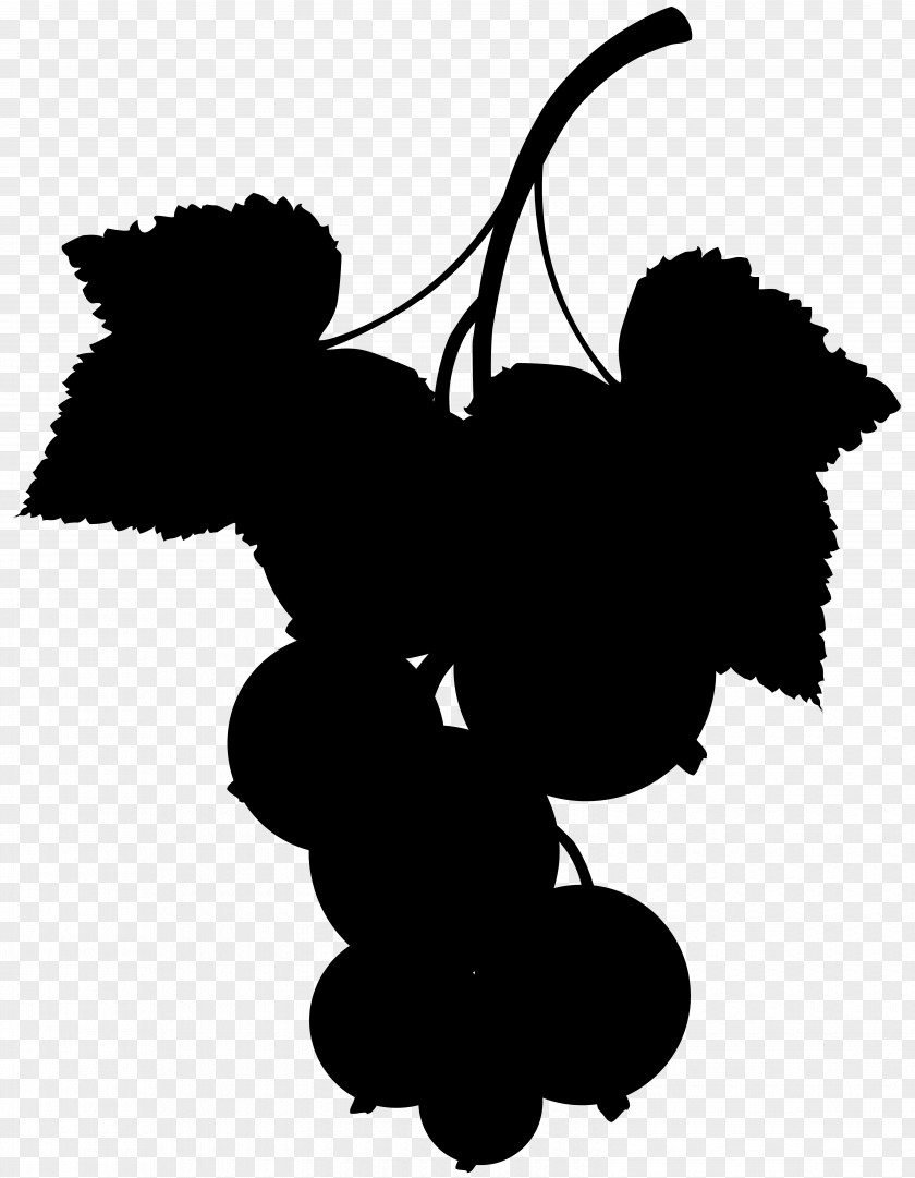 Grape Drawing Blackcurrant Le Cassis PNG