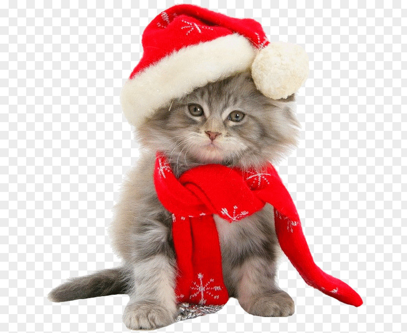 Kitten Maine Coon Christmas Throw Pillows PNG