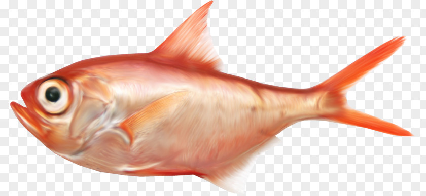 Saltwater Fish Clip Art PNG