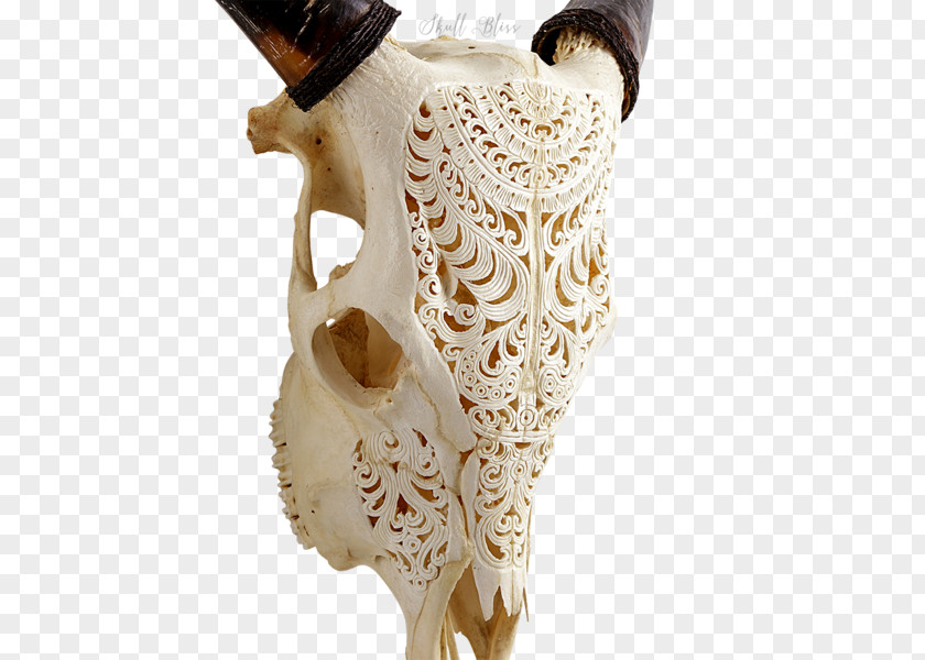 Skull XL Horns Forehead Animal PNG