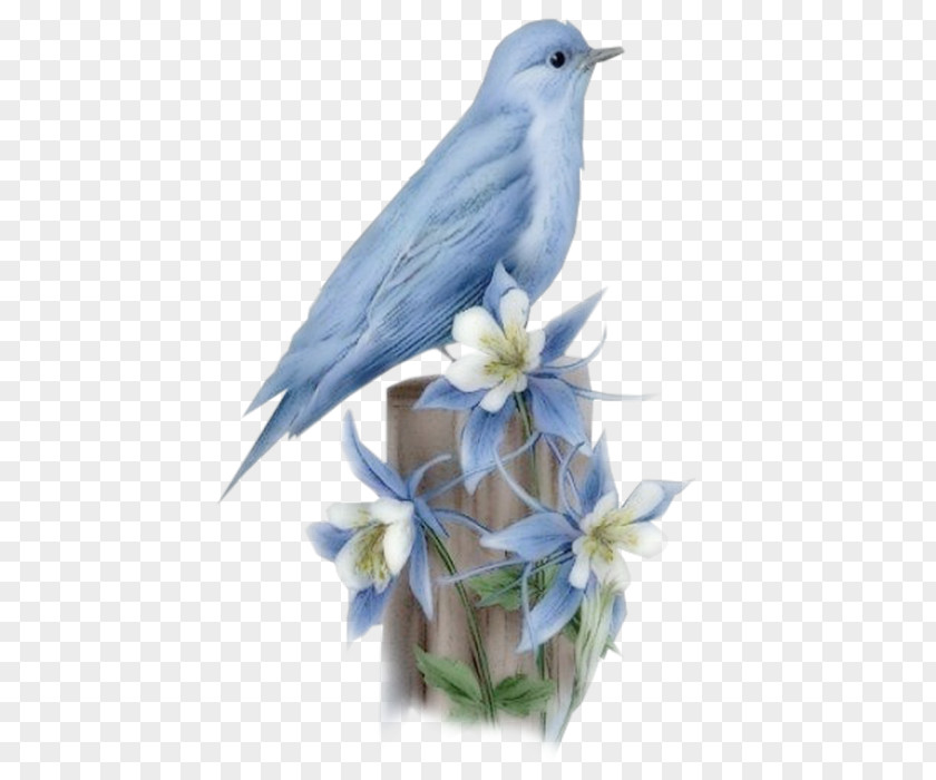 Bird Hummingbird Bluebird Of Happiness Flying And Gliding Animals PNG