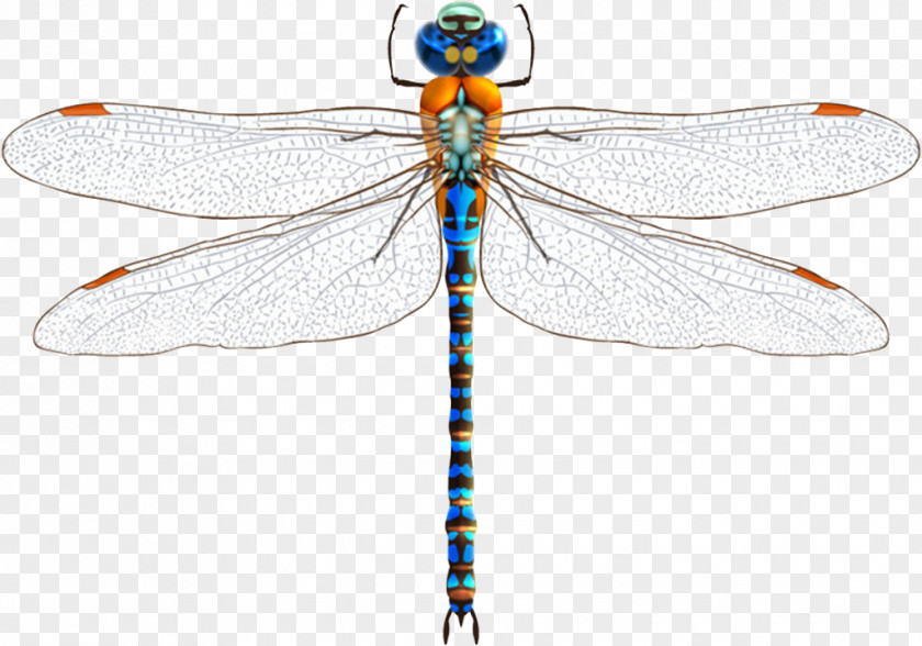 Dragonfly Damselfly Insect Euclidean Vector PNG