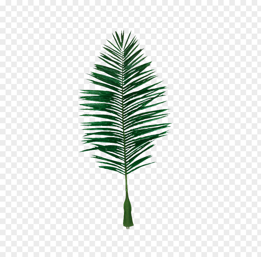 Fake Coconut Leaves Picture Material Leaf Evergreen PNG