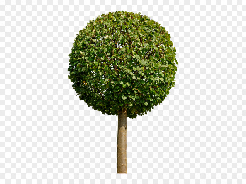 Tree Image Leaf Shrub PNG