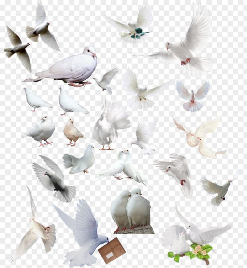 Bird Pigeons And Doves Gull Rock Dove Migration PNG