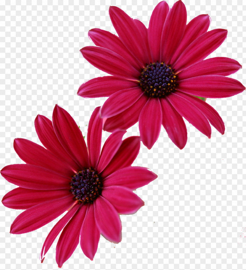 Camomile Pink Flowers Gerbera Jamesonii Desktop Wallpaper PNG