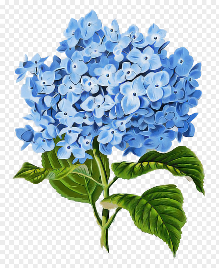 Cornales Cut Flowers Flower Blue Hydrangea Plant Hydrangeaceae PNG