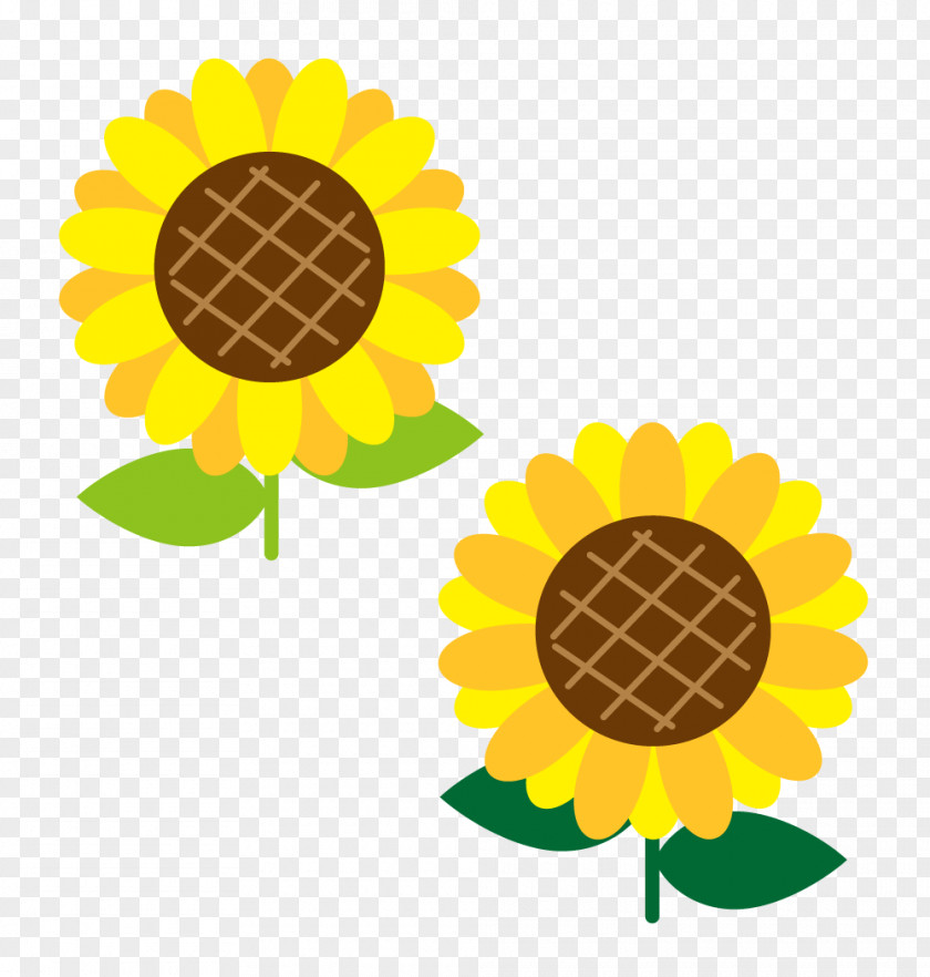 Flower Common Sunflower Clip Art Illustration Image PNG