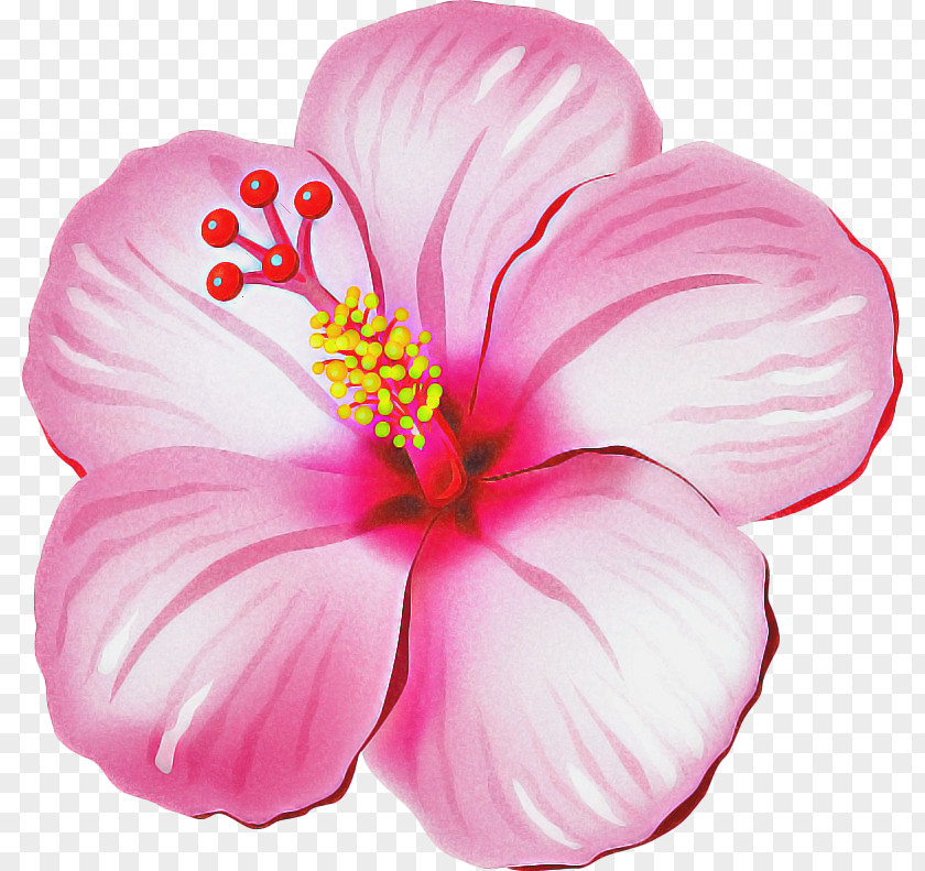 Perennial Plant Mallow Family Pink Flower Cartoon PNG