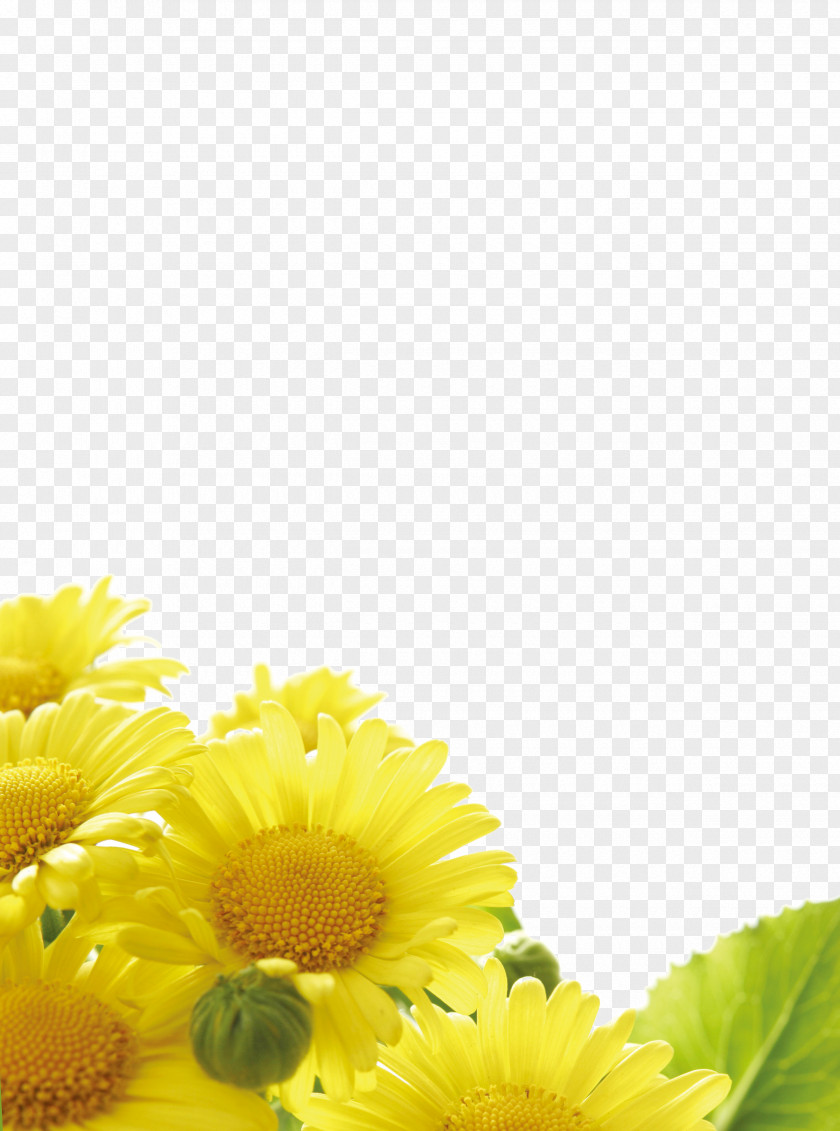 Sunflower Background Centifolia Roses Flower Stock Photography Petal Stock.xchng PNG