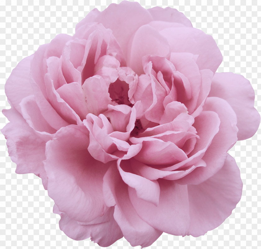 Peony Flower Garden Roses Stock Photography Clip Art PNG