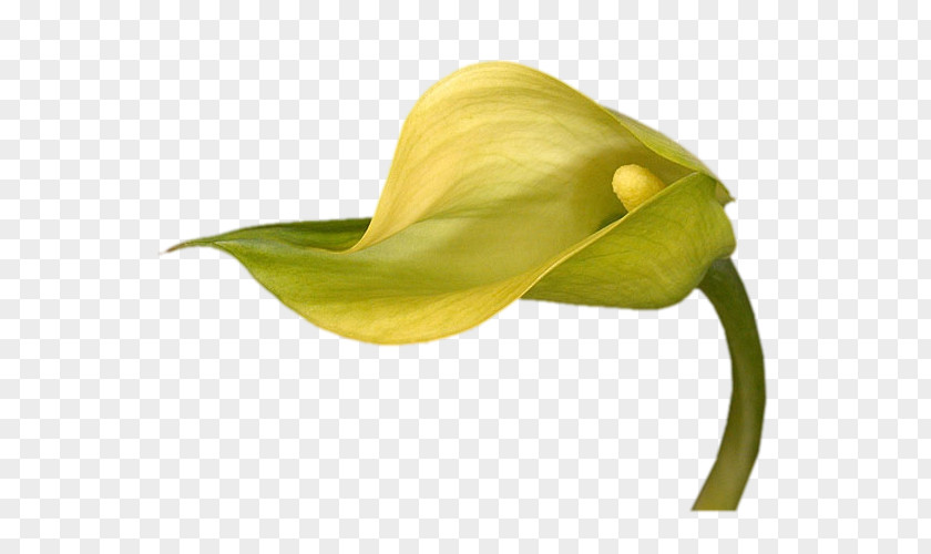 Flower Arum Lilies Yellow Arum-lily PNG