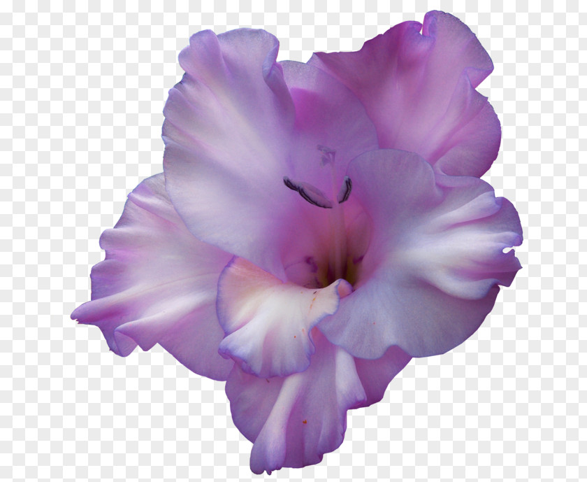 Gladiolus Clip Art Birth Flower Violet PNG
