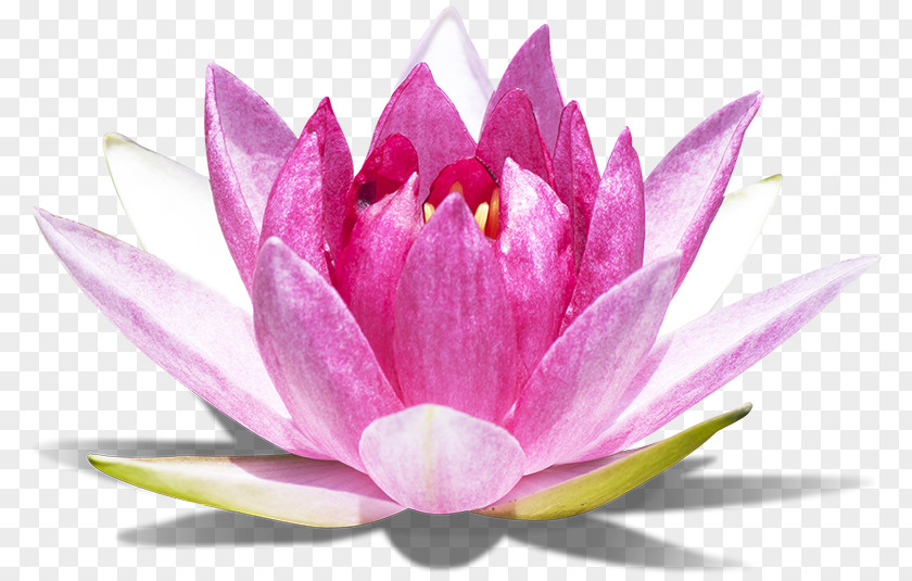 Mental Health Flowers Sacred Lotus Photograph Stock.xchng Effect Image PNG