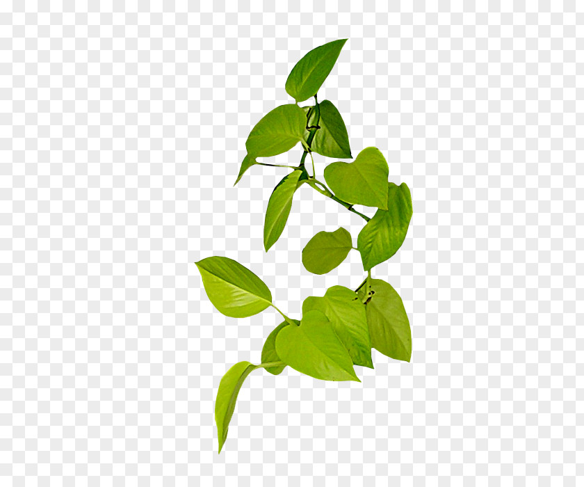 植物 Vine Leaf Clip Art PNG