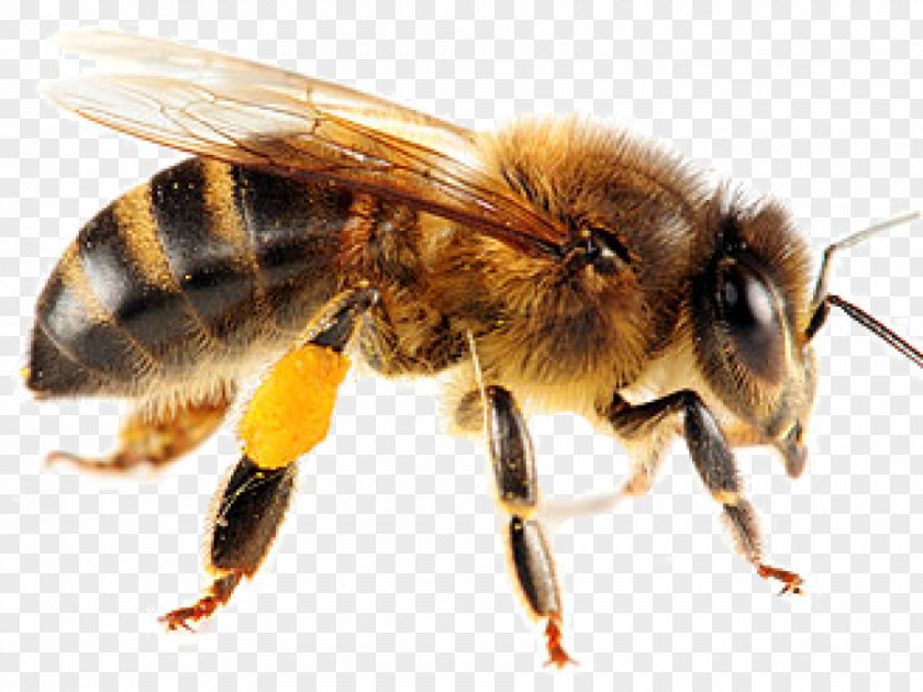 Bee Honey Insect Swarming Yellowjacket PNG