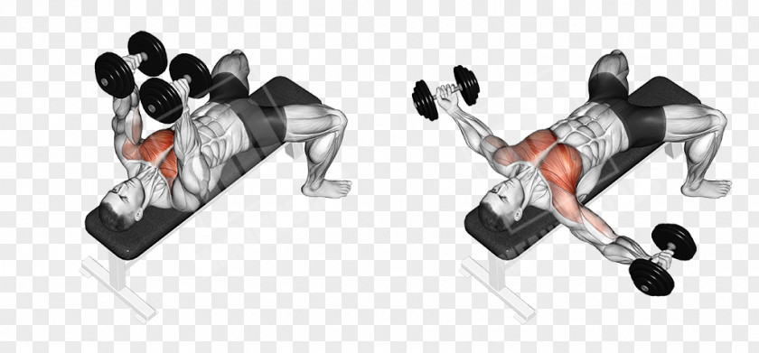 Biceps Workout Dumbbells Illustrations Fly Dumbbell Bench Press Exercise PNG