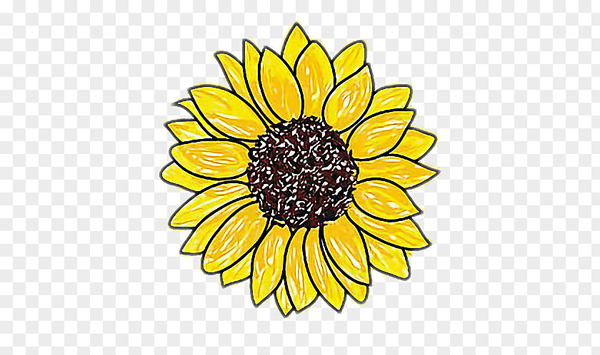 Girasol Sign Drawing Sunflower Image Sketch Art PNG